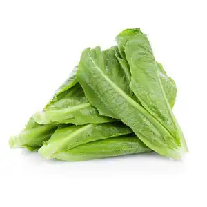 GAP Romain Lettuce - City Of Sprouts
