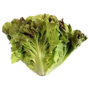 Batavia Lettuce - City Of Sprouts