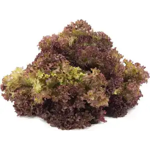 Red oak Leaf - City Of Sprouts
