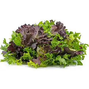 GAP Mix Lettuce - City Of Sprouts