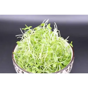 Black Sesame Sprouts - City Of Sprouts
