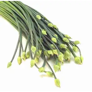Chive Flower - Rithy 1 Supply