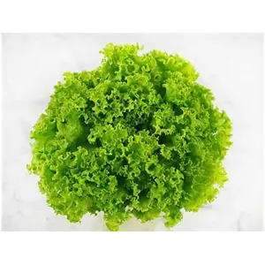 Lettuce Lollo - Rithy 1 Supply