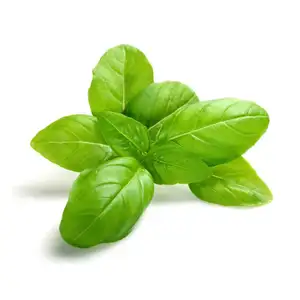 Italian Basil - City Of Sprouts