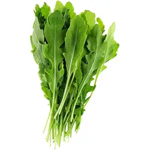 Roquette Salad (Big Leaves) - City Of Sprouts
