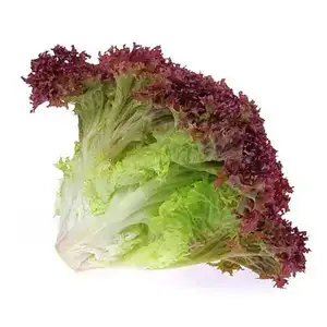 Lollo Rosso Lettuce - City Of Sprouts