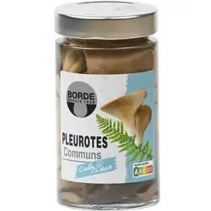 Oyster Mushroom - Borde