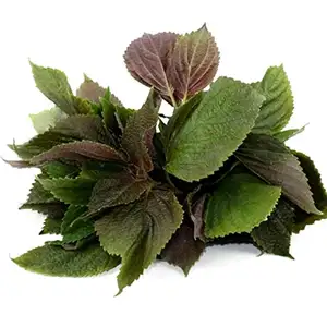 Purple Perilla - Delishop Fresh