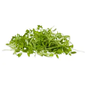 Coriender Sprouts - City Of Sprouts