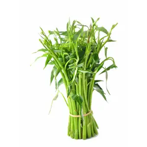 Water Morning Glory - Delishop Fresh