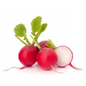 Red Round Radish