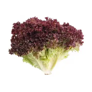 Lollo Rosso Salad
