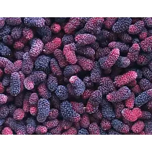Mulberry - Sea Quality