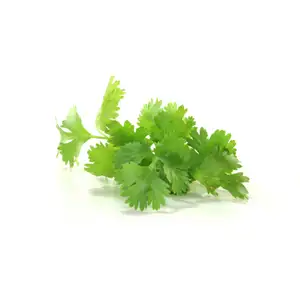 Coriander
