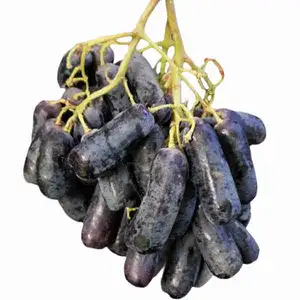 Black Grape Long - Rithy 1 Supply