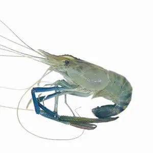 Lobster River - Rithy 1 Supply