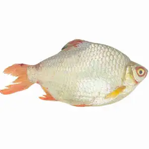 Red Fin Fish - Rithy 1 Supply