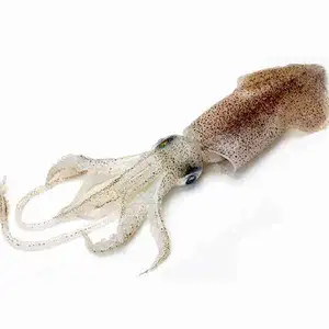 Squid Big - Rithy 1 Supply