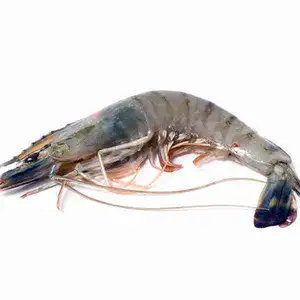Shrimp Size S - Rithy 1 Supply