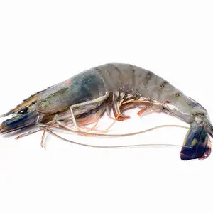 Shrimp Size L - Rithy 1 Supply