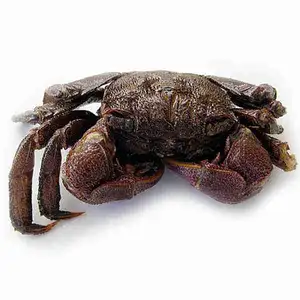 Salted Crab - Rithy 1 Supply