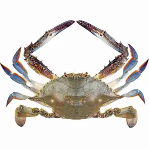 Blue Crab - Rithy 1 Supply