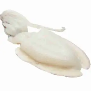 Sepia Squid - Rithy 1 Supply