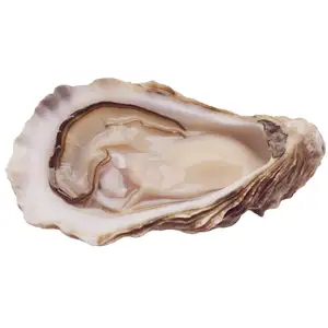 Live Japanese Oyster (Size 4-5pc/kg) (Unopened) - Royal Fine Foods