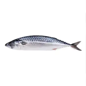 Whole Saba Mackerel - Royal Fine Foods
