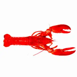Cooked Canadian Lobster - Royal Fine Foods