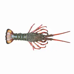 Uncooked Spiny Lobsters - Royal Fine Foods