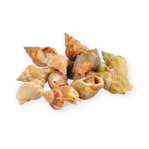 Bulot Whelk Snails - Royal Fine Foods