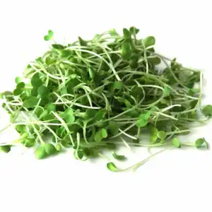 Roquette Sprouts - City Of Sprouts