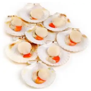 Japanese Half-Shell Scallop  - Royal Fine Foods