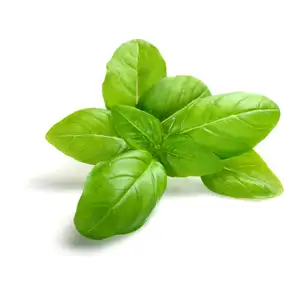 Green Basil
