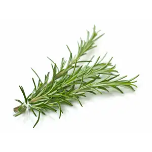 Fresh Rosemary