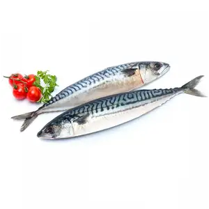 Japanese Mackerel Saba
