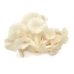 Mushroom White Oyster - Delishop Fresh
