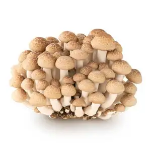 Mushroom Crab Black - Delishop Fresh