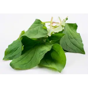 Leaf Herbs - Delishop Fresh