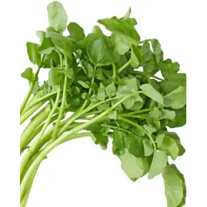 Watercress - Delishop Fresh