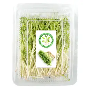 Organic Taiwan Morning Glory Sprouts - City Of Sprouts