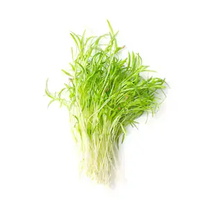 Taiwan Morning Glory Sprouts - City Of Sprouts