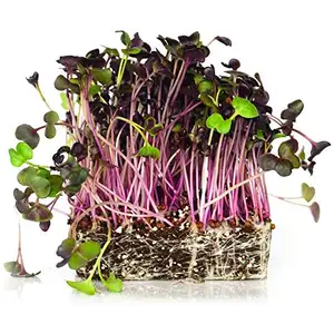 Organic Rambo Radish Sprouts - City Of Sprouts