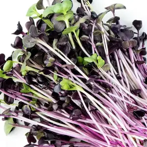 Rambo Radish Sprouts - City Of Sprouts