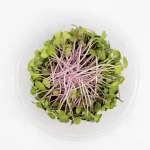 Organic Pink Radish Sprouts - City Of Sprouts