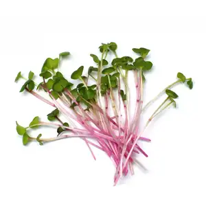 Pink Radish Sprouts - City Of Sprouts