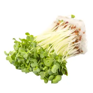 Organic White Radish Sprouts - City Of Sprouts