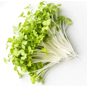 Organic Mustard Sprouts - City Of Sprouts