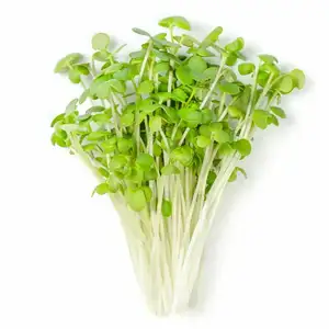Mustard Sprouts - City Of Sprouts